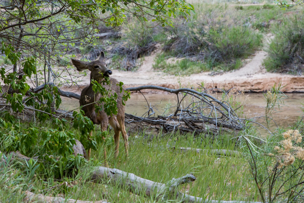 Mule Deers