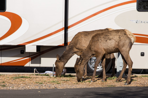 Wapitis auf dem Campground