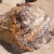 Petrified Forest