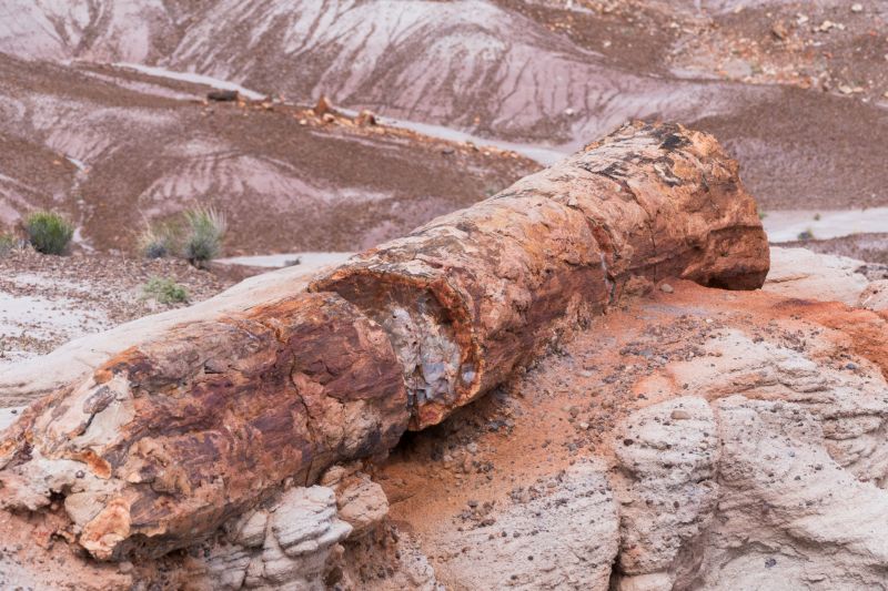 Petrified Forest National Park